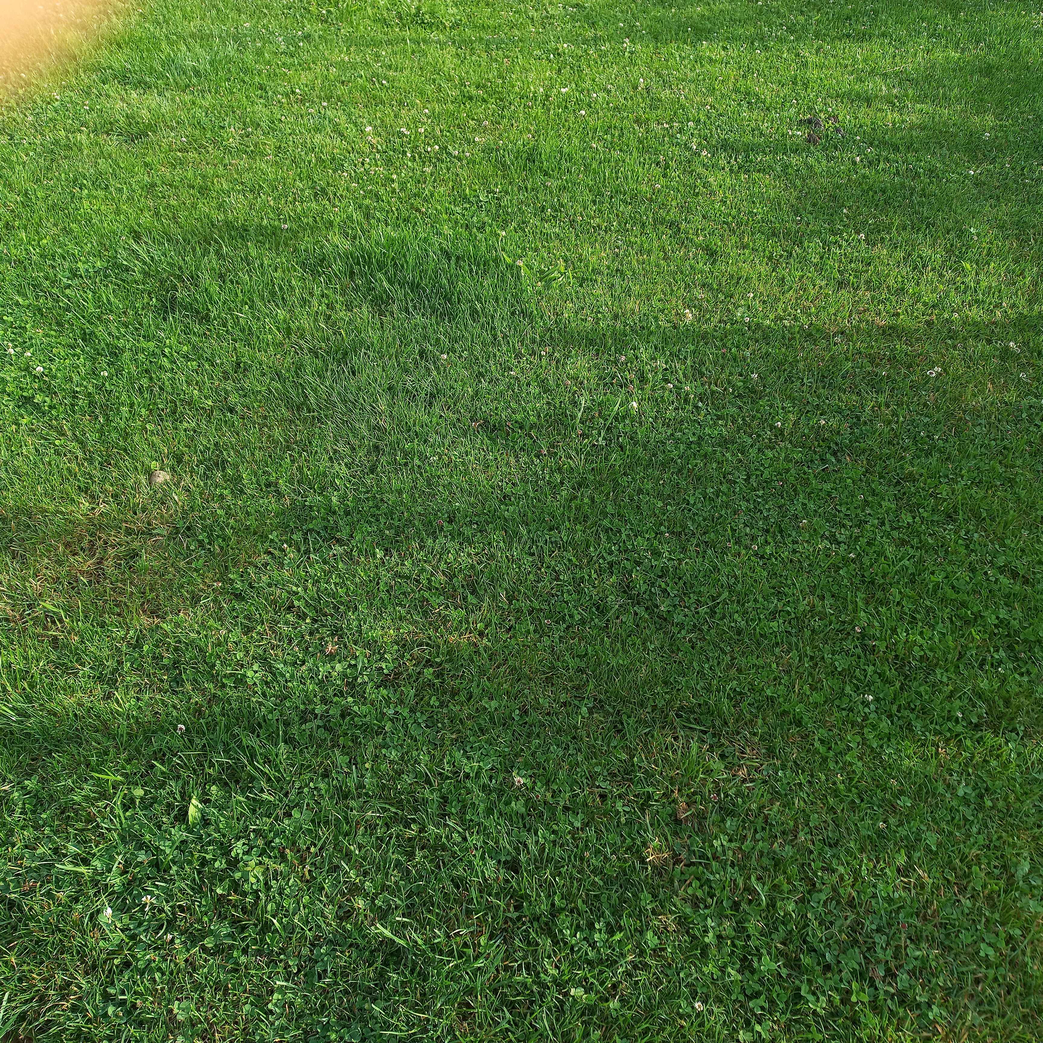 Comment tondre sa pelouse correctement?