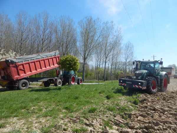  Comment choisir le meilleur engrais pour votre haie de laurier-palme : guide complet des types d'engrais pour une croissance saine et durable.