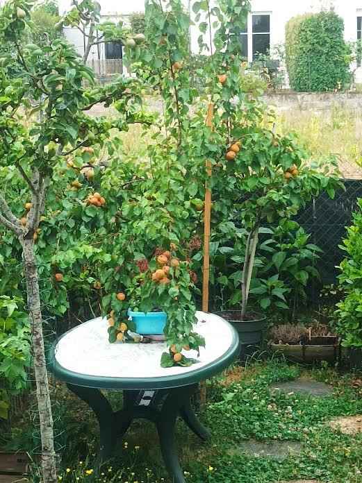  Les bienfaits pour la santé de passer du temps dans son jardin 