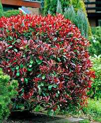 Comment prévenir et traiter les maladies courantes du photinia Red Robin : guide complet pour un jardin sain et luxuriant