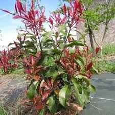  Photinia Red Robin : Tout ce que vous devez savoir sur sa durée de vie et comment prolonger sa beauté dans votre jardin