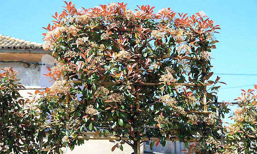 How to Choose the Right Fertilizer for Photinia Red Robin