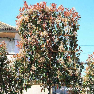 How to Choose the Right Fertilizer for Photinia Red Robin